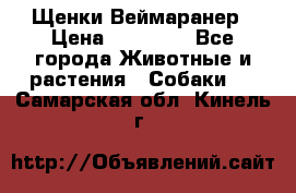 Щенки Веймаранер › Цена ­ 40 000 - Все города Животные и растения » Собаки   . Самарская обл.,Кинель г.